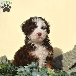 Robin, Mini Bernedoodle Puppy